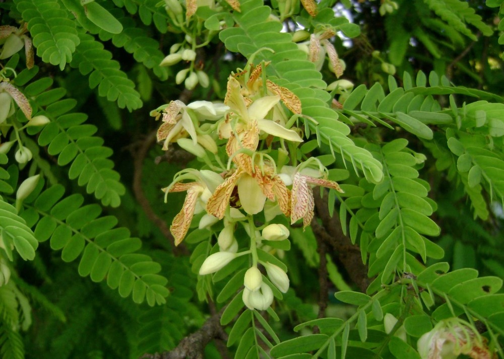 Tamarinier - dattier d'inde - 4 graines - tamarindus indica