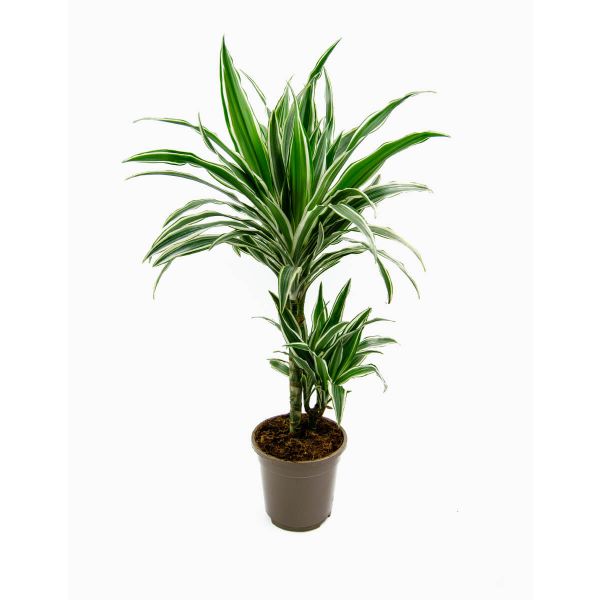 Flores no Cais Dracaena Sanderiana 'White Stripe'