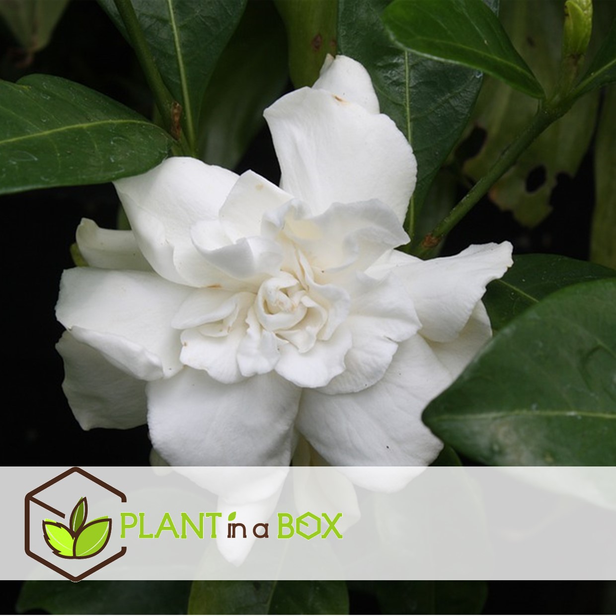 Gardenia jasminoides - jasmin du cap - pot 13cm - hauteur 25-40cm