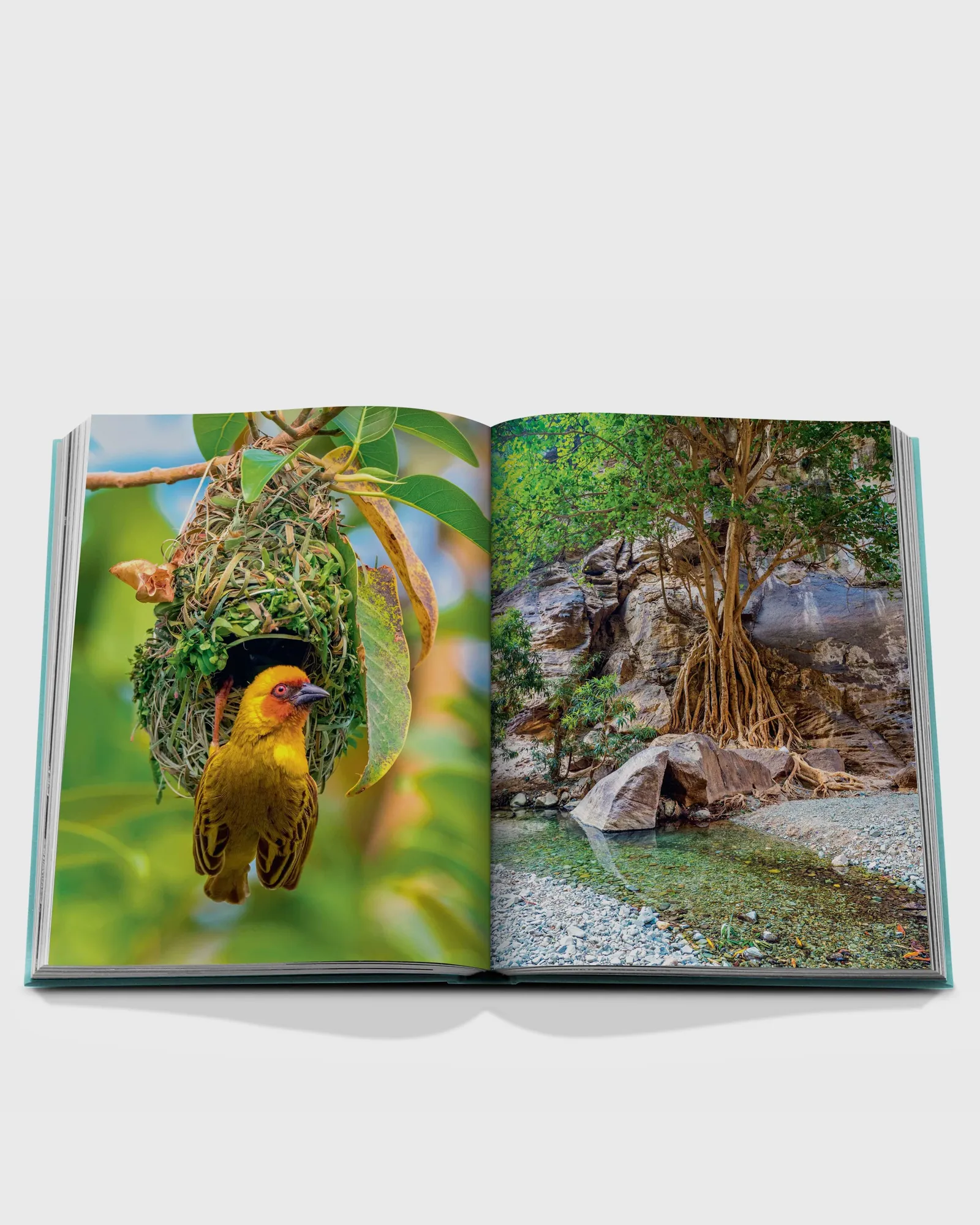 Assouline 
