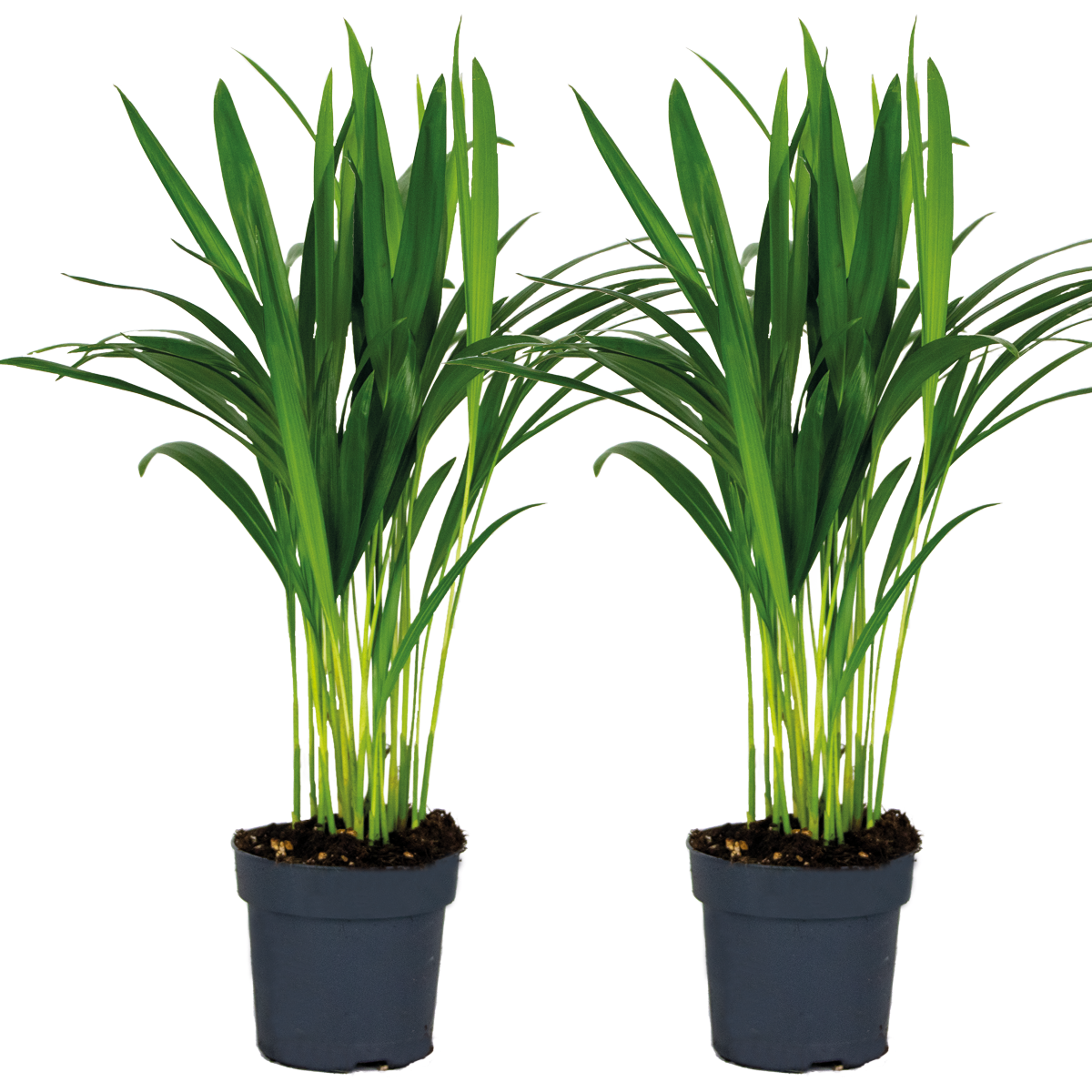 2x dypsis lutescens - palmier dorés - plante d'intérieur - entretien facile – ⌀12 cm - ↕20-25 cm