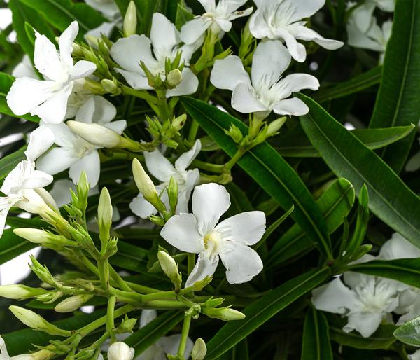 Oleander, Solitärbusch