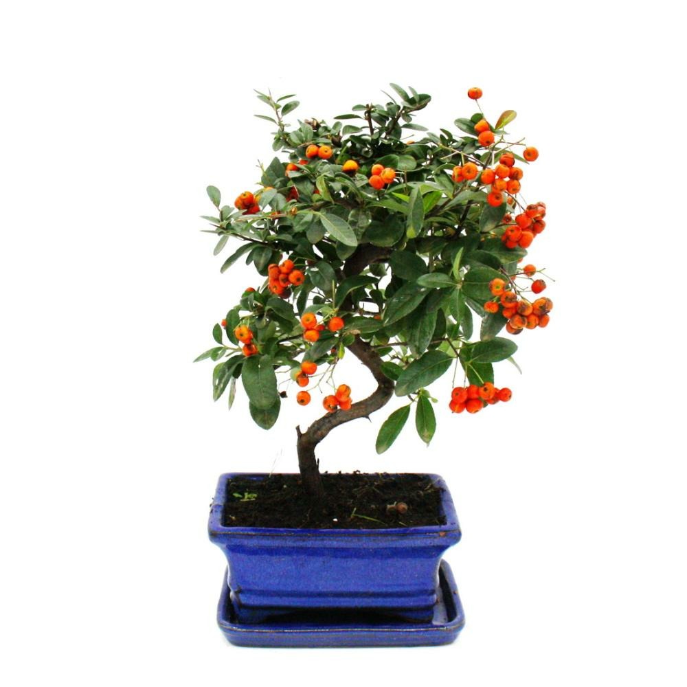 Bonsaï d'extérieur - pyracantha coccinea - firethorn - environ 3-4 ans - avec soucoupe