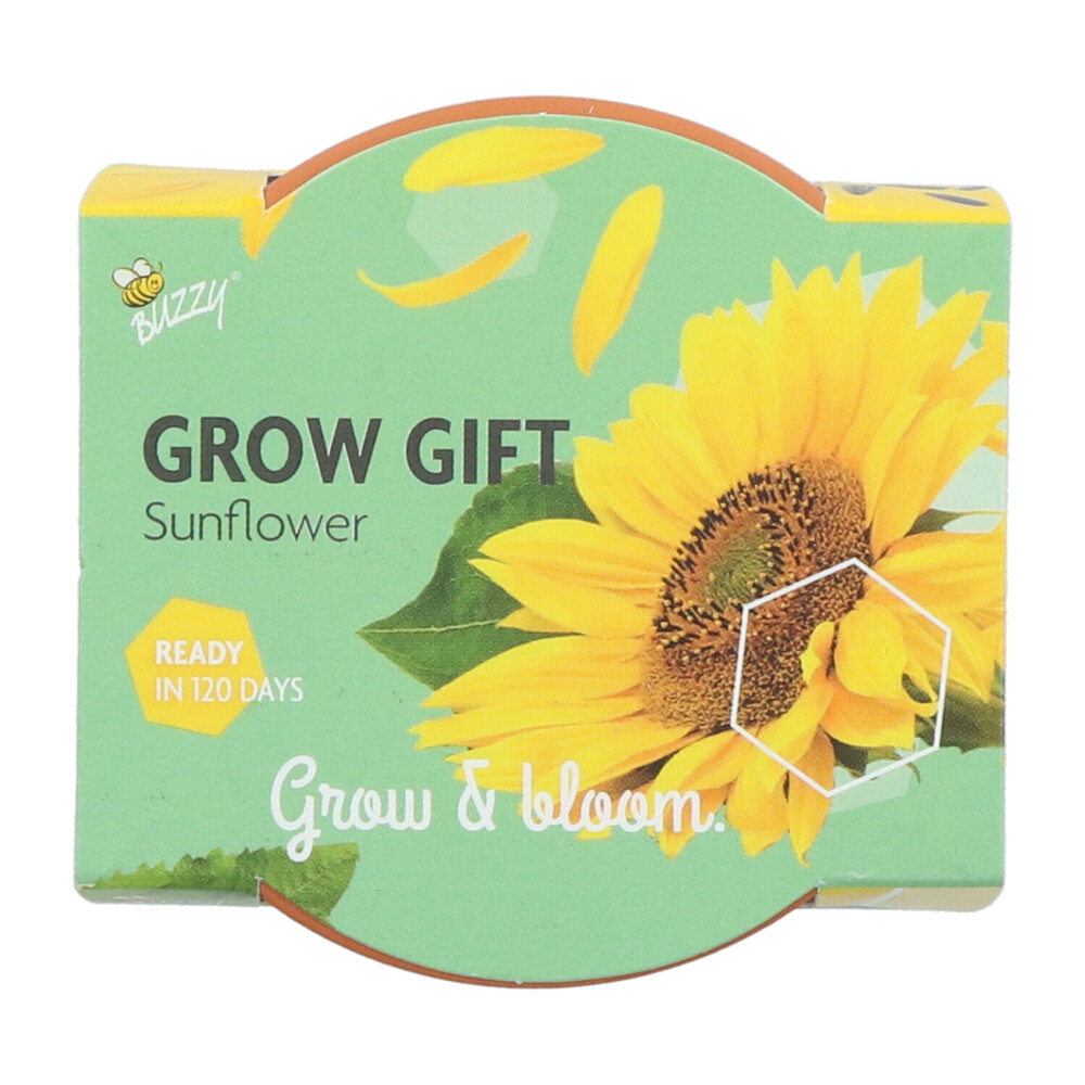 Buzzy Groeicadeautje Zonnebloem