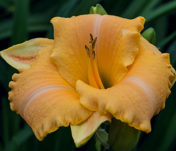 Bio Taglilie 'Stella d'Oro'
