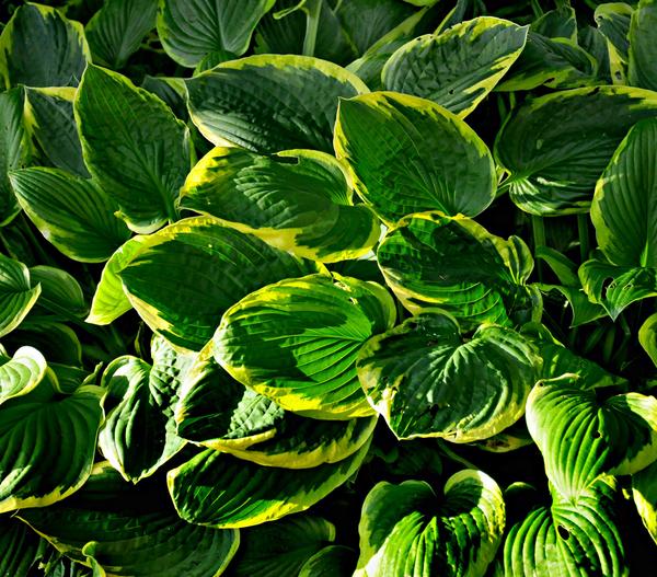 Bio Goldrandfunkie 'Aureomarginata'