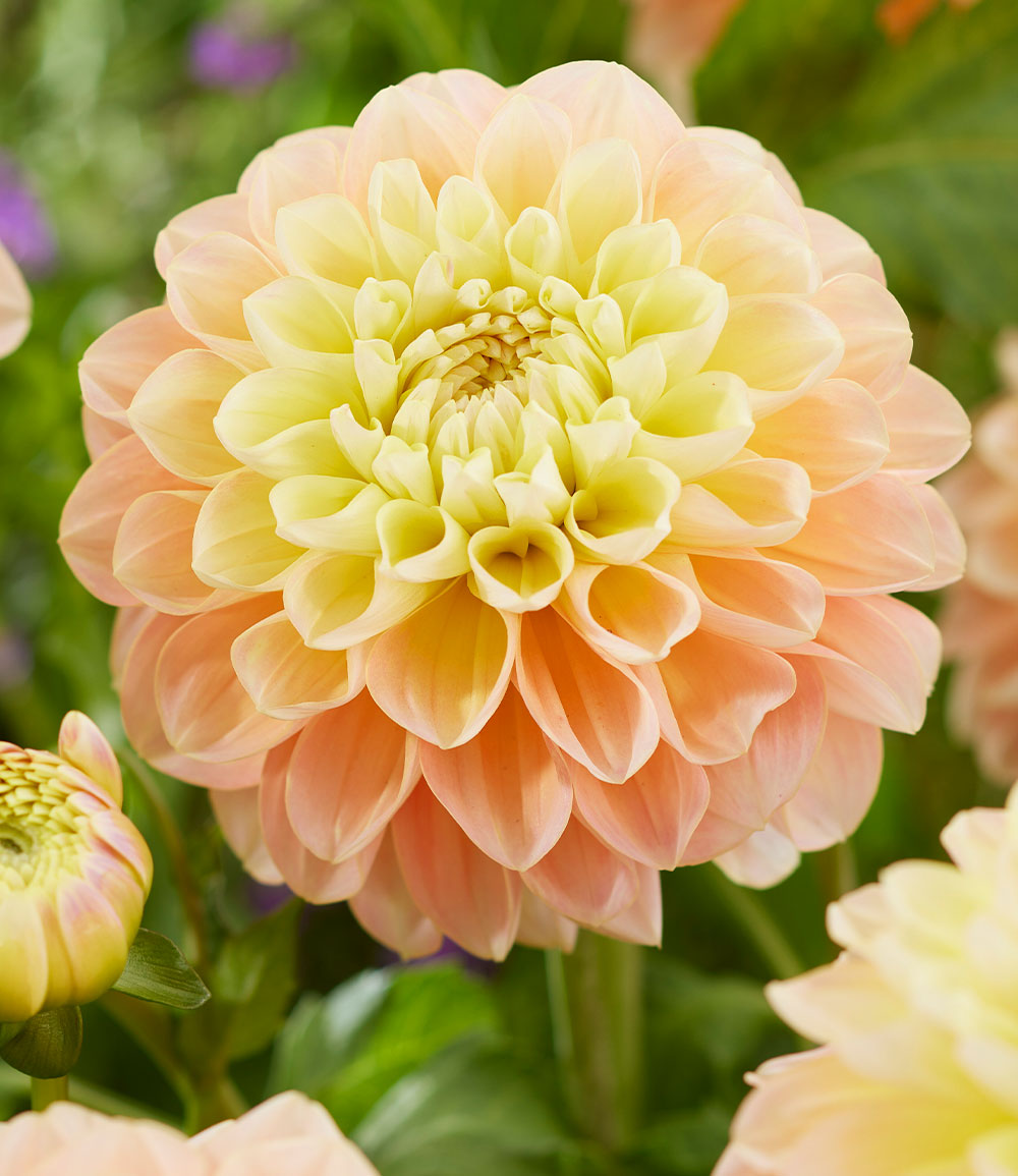 Dahlie 'Honey Dew'