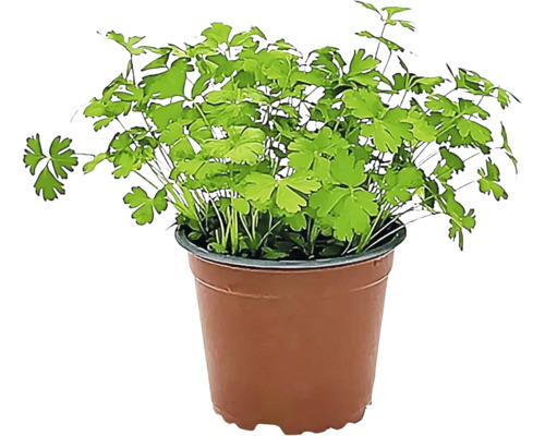 Biologische Peterselie FloraSelf Biologische Petroselinum Cristum 'Smooth' Ø 12 cm pot