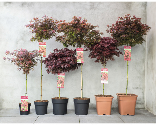 Japanse esdoorn Acer palmatum 'Shaina' H 50-60 cm Co 3 L
