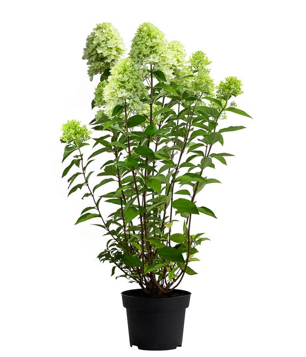 Rispen-Hortensie 'Limelight®'