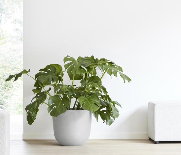 Ecopots Kunststoff-Topf Oslo mit Wassersystem,