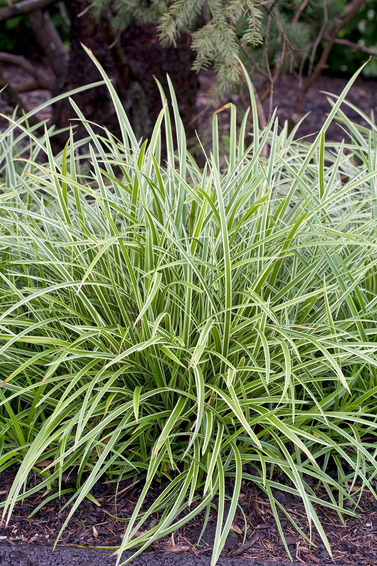 Japanse Zegge (Carex morrowii 'Ice Dance') D 23 H 40 cm