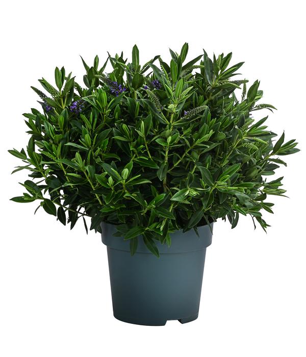 Strauchveronika, 2L
