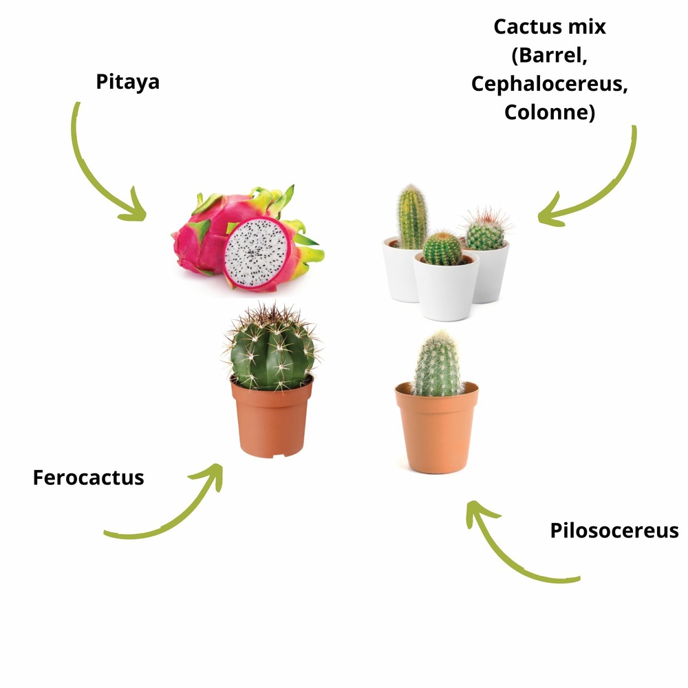Cultivea mini kit prêt à pousser cactus - pitaya “ dragon fruit “, ferocactus, pilosocereus et cactus mix