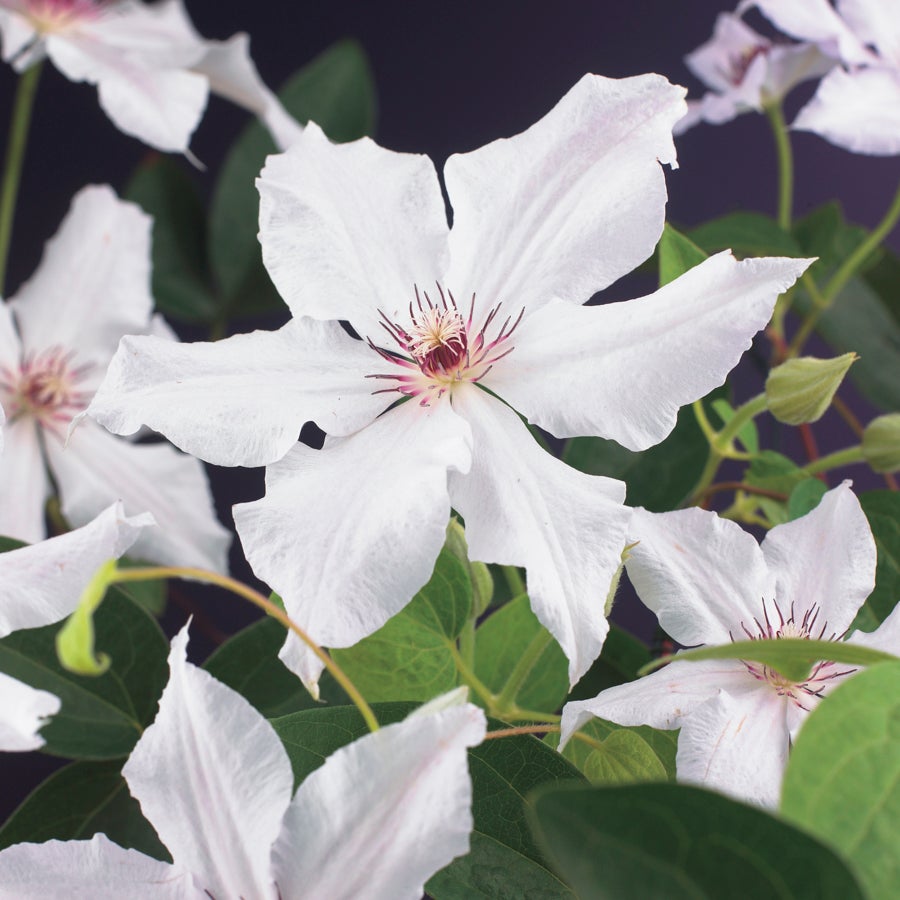 Bosrank (Clematis 'Snow Queen') D 16 H 75 cm