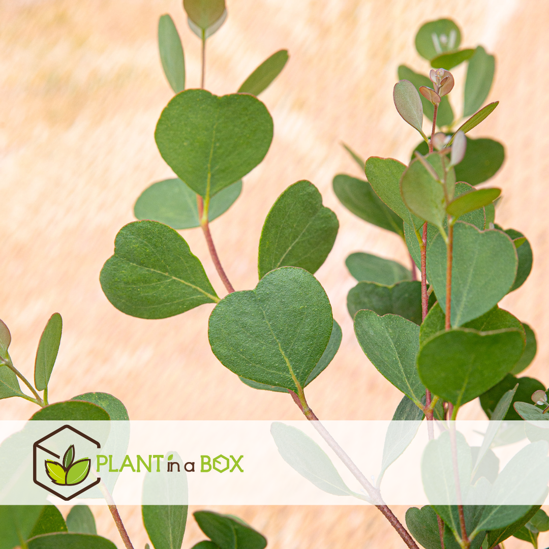 Eucalyptus botanic hearts - set de 2 - pot 15cm - hauteur 40cm