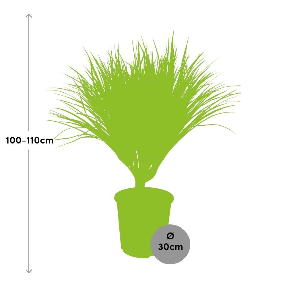 Plante d'intérieur - dracaena 'draco' 110.0cm