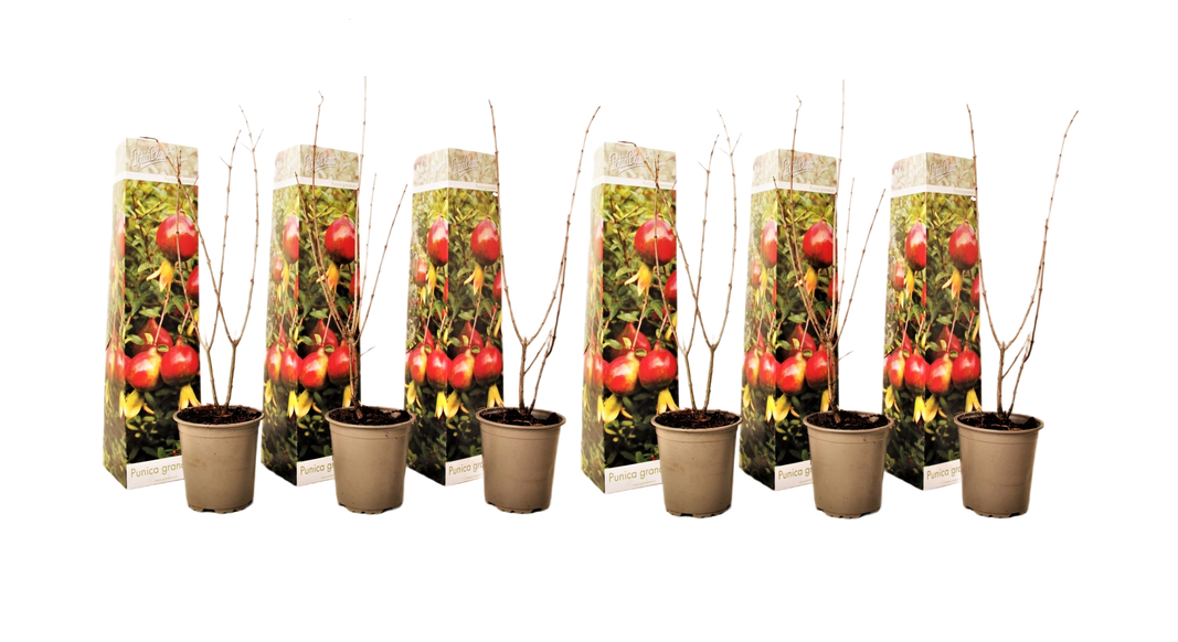 Punica granatum - set de 6 - grenade - pot 9cm - hauteur - 25-40cm