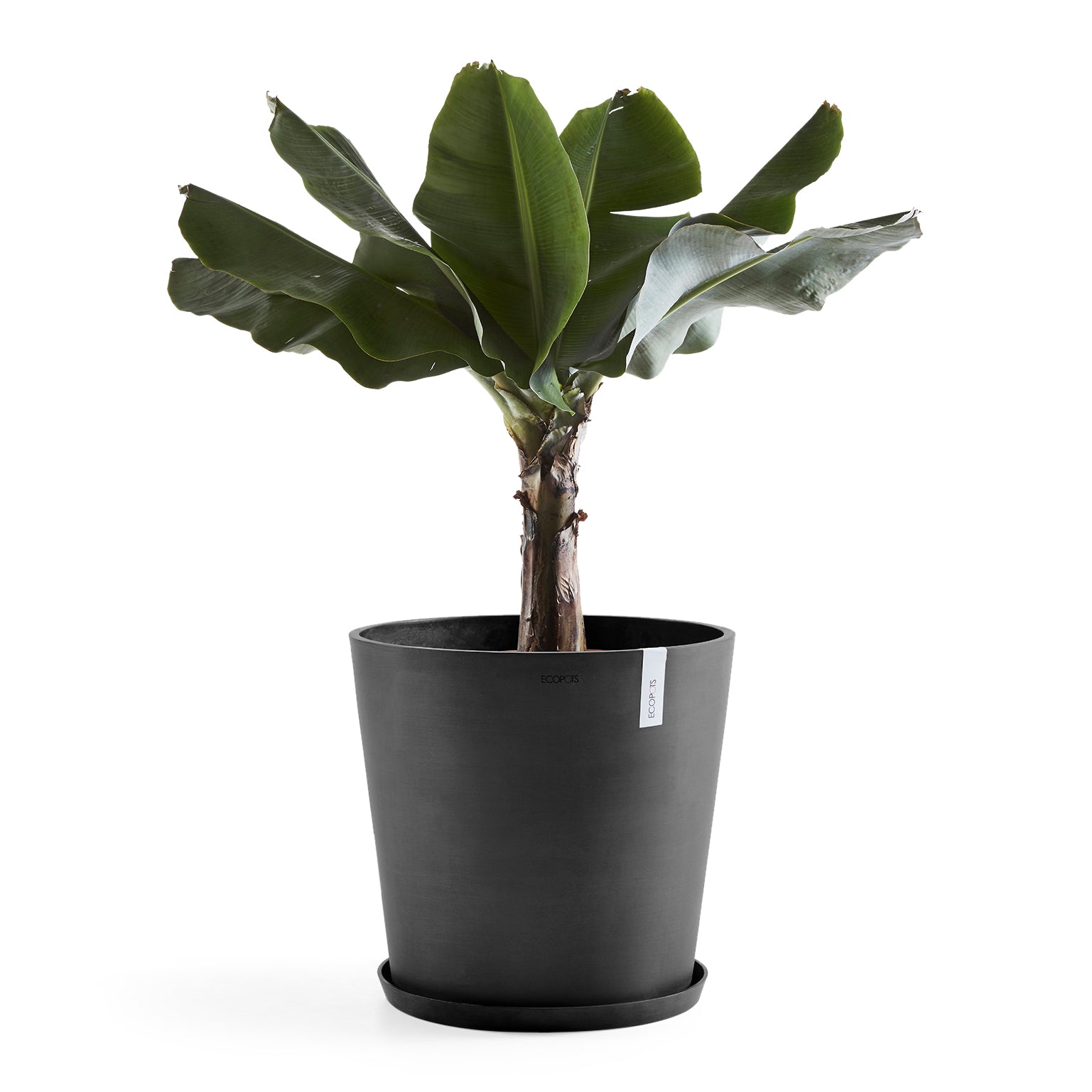 Ecopots Amsterdam 50