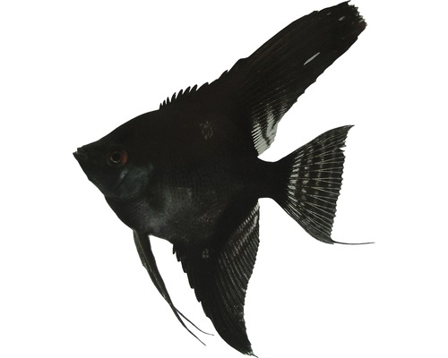 Vis Gemengde Keizersvis Groot - Pterophyllum skalare