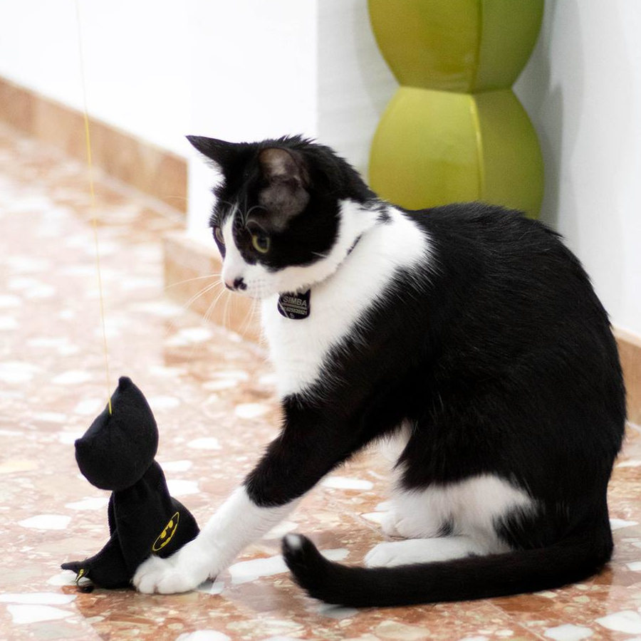 Varinha mágica de gato do Batman da DC