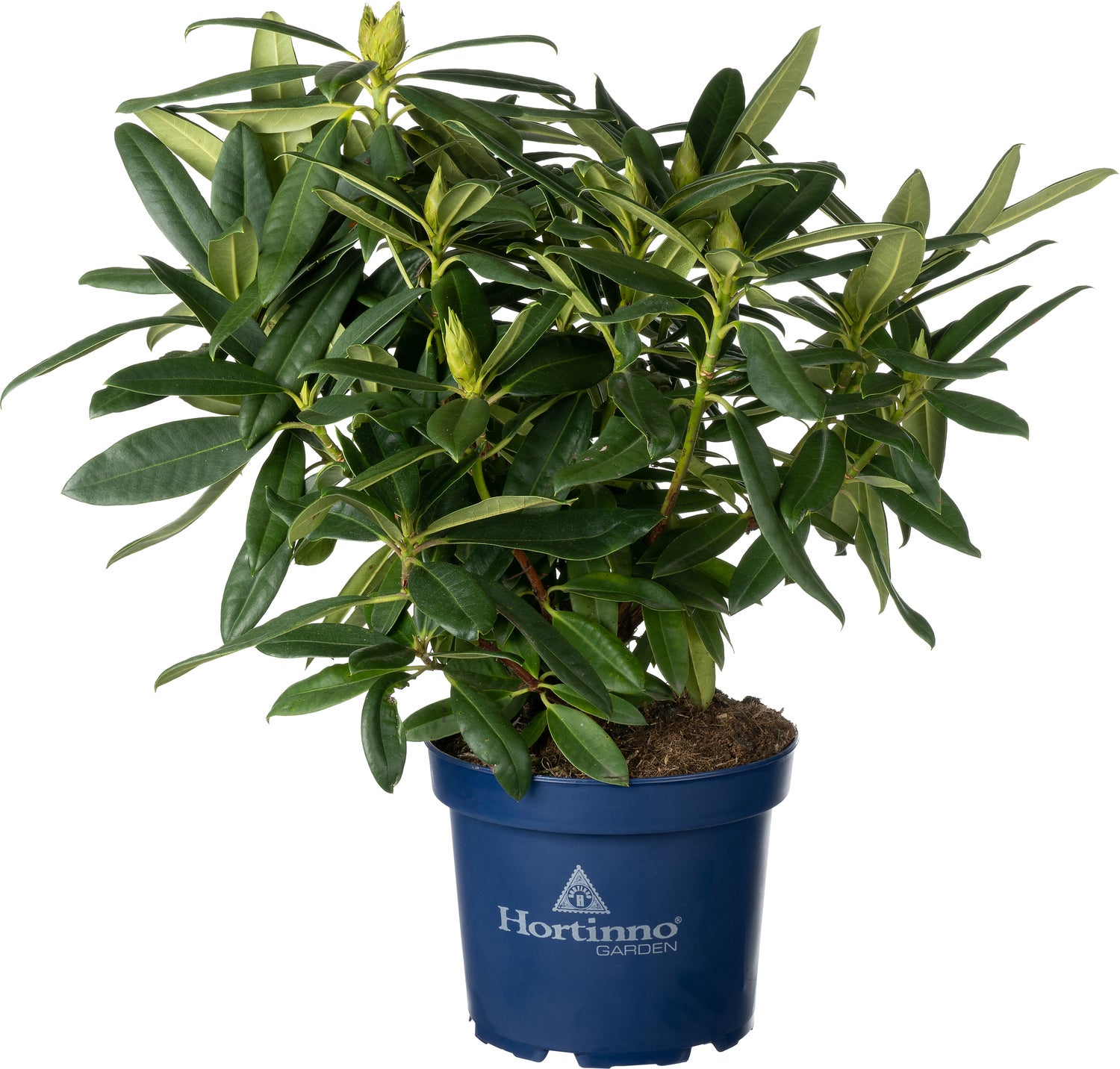 Rhododendron (Rhododendron 'Red Devil') D 23 H 65 cm
