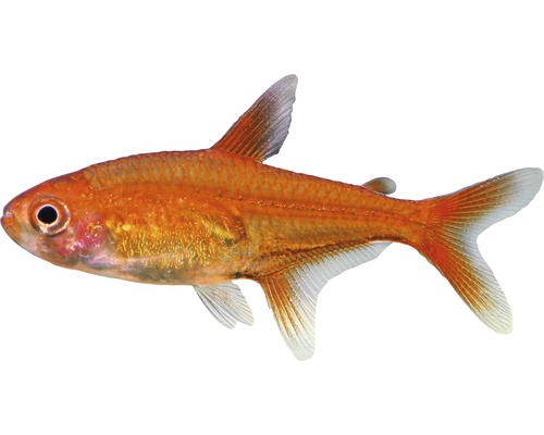 Vuurtetra - Hyphessobrycon amandae