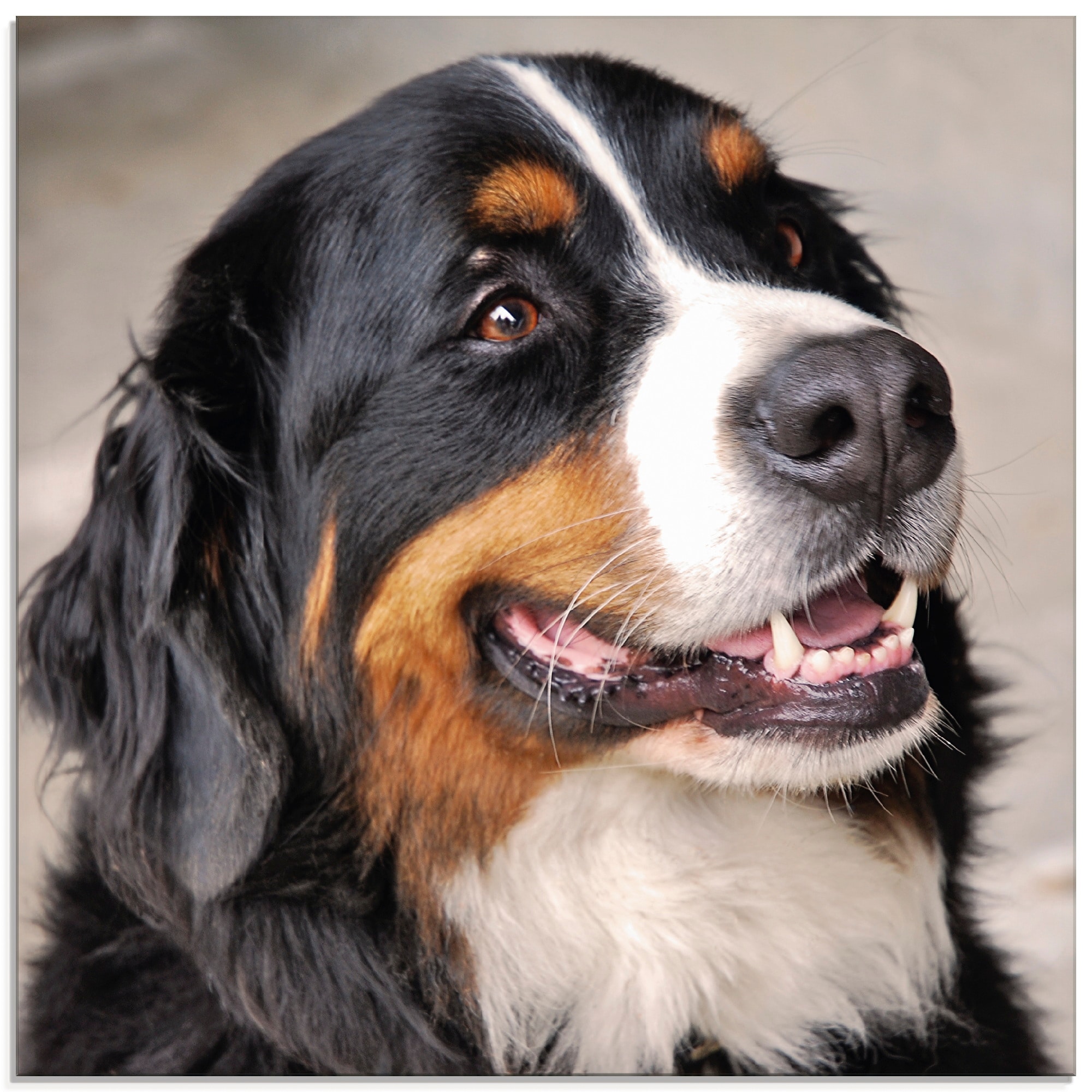 Artland Glasbild »Berner Sennenhund« Haustiere 1 Stk. tlg. in verschiedenen Grössen