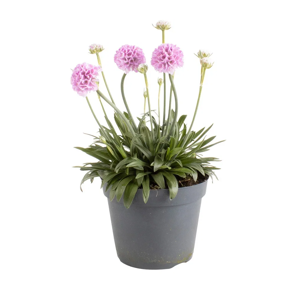 Armeria pseudarmeria Strandnellik 'Sweet Dreams' Ø12 cm