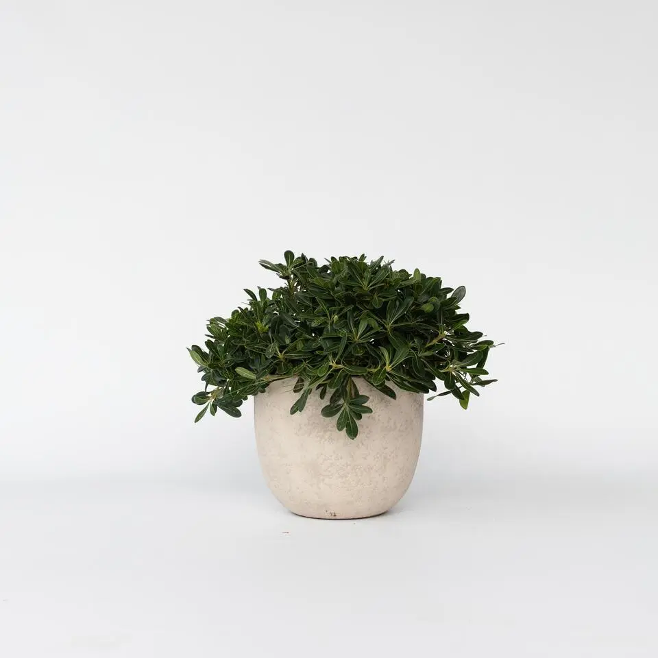 Australische laurier - Pittosporum tobira nanum - Hoogte 30-40cm - ⌀19cm