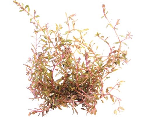 Rondbladige Rotala - Rotala spec. `H`Ra