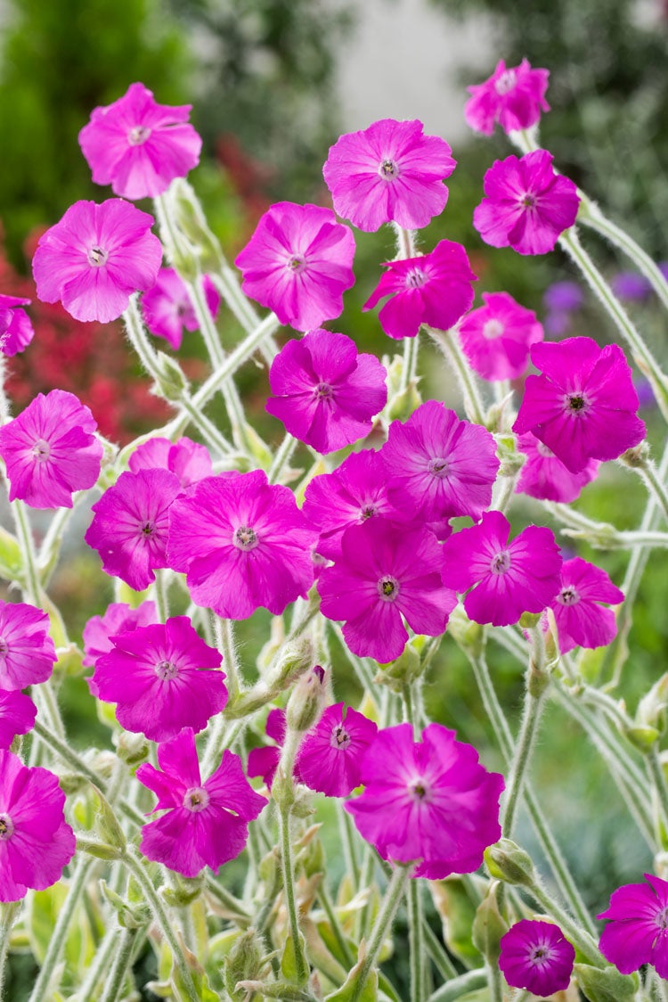 Prikneus (Lychnis coronaria) D 9 H 10 cm