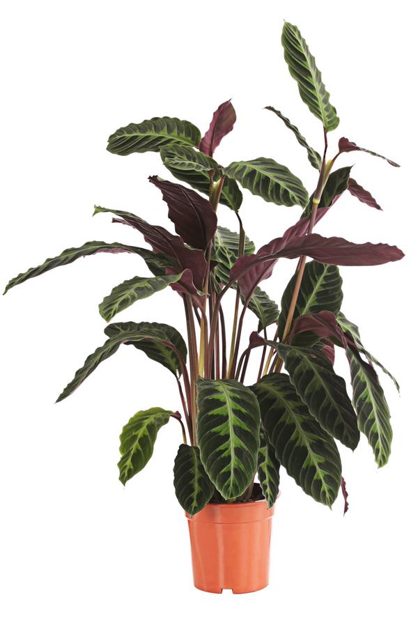 Korbmarante - Calathea warscewiczii