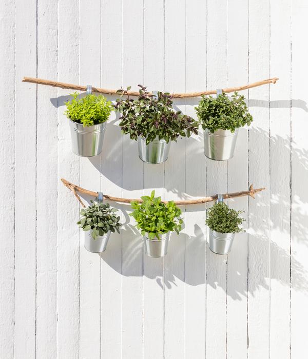 Dehner Gourmet Garten Zitronenmelisse