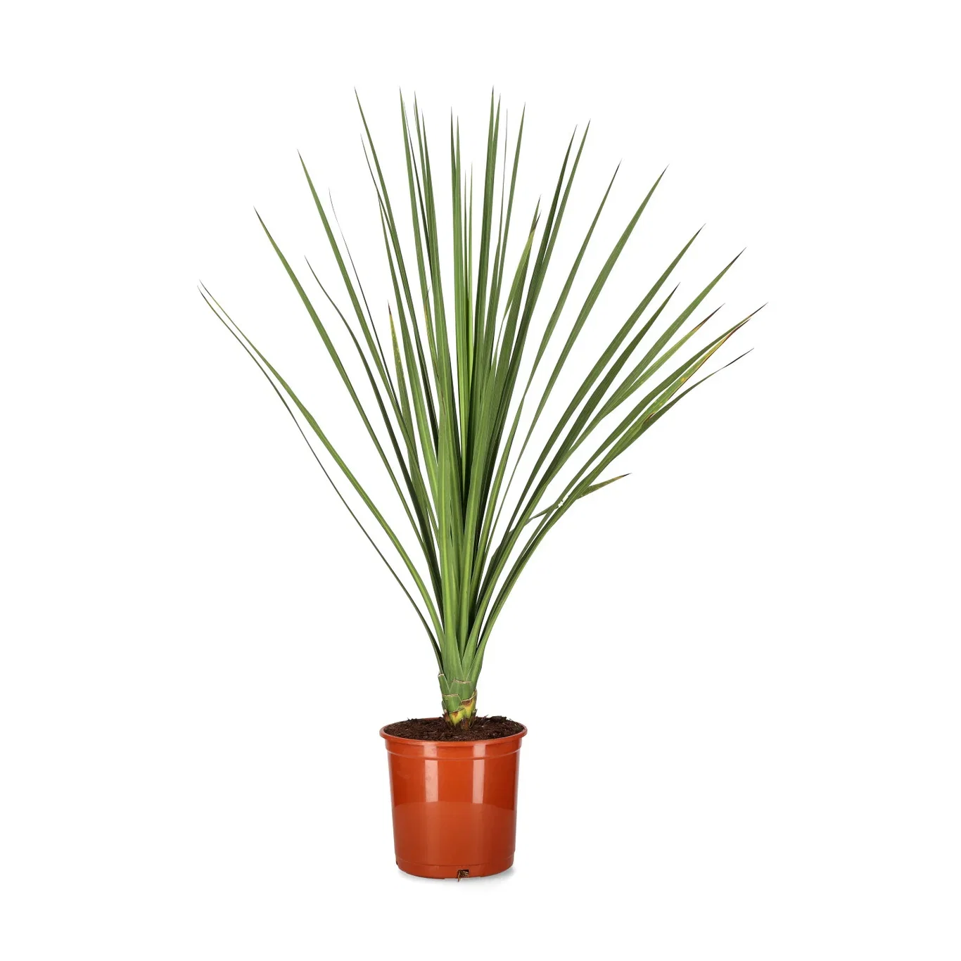 Cordyline indivisa Australiadrakelilje Ø21 cm