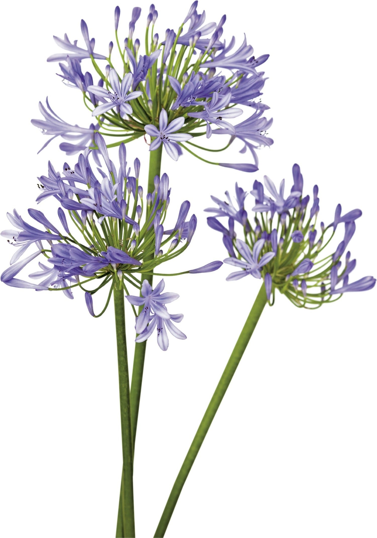 Afrikaanse lelie (Agapanthus africanus 'Amourette Blue') D 17 H 70 cm