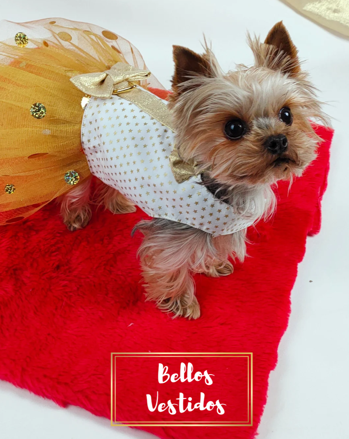 Vestido de festa ideal para cães