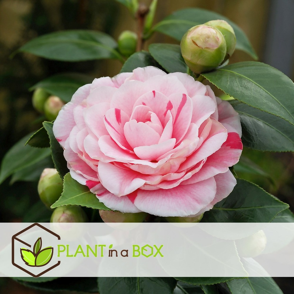 Camellia japonica 'bonomiana' - rose japonaise - pot 15cm - hauteur 50-60cm