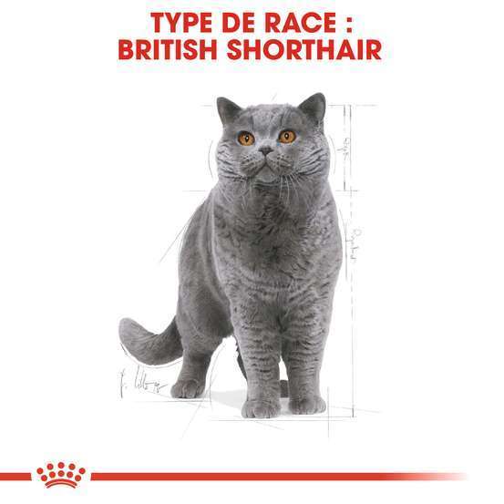 Croquettes chat British ShortHair Adulte + de 12 mois 2kg