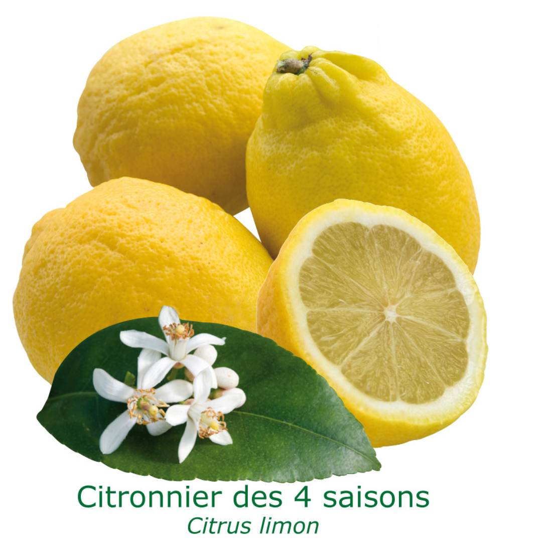 Citronnier des 4 saisons 