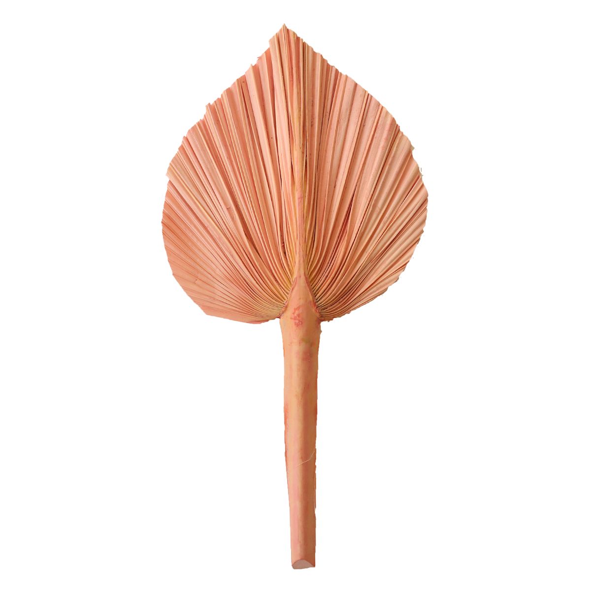 Feuille de palme rose 20-25 cm Atelier jasmin