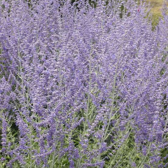 Perovskia atriplicifolia ' Blue Spire' : conteneur 10 litres