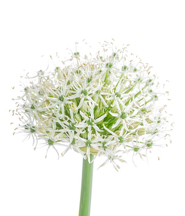 Zierlauch 'White Giant'
