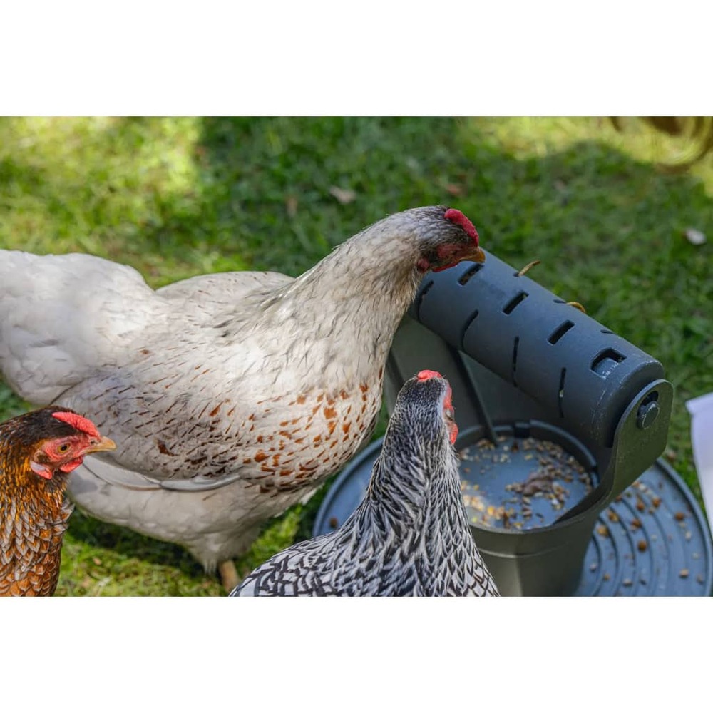 Mangeoire tournante • pour poules • plastique recyclé
