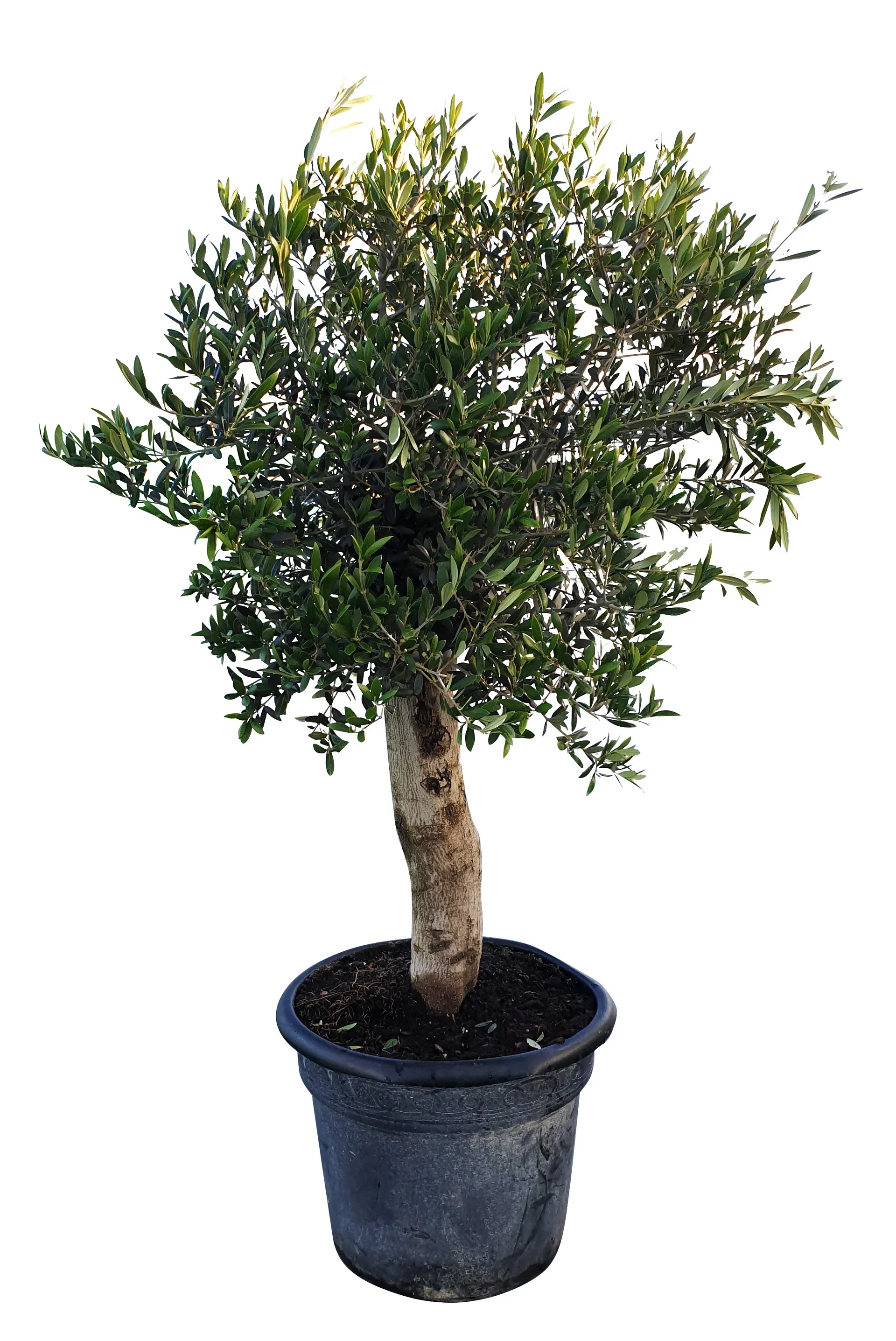 Olea europaea Oliventre Høyde 150-175 cm