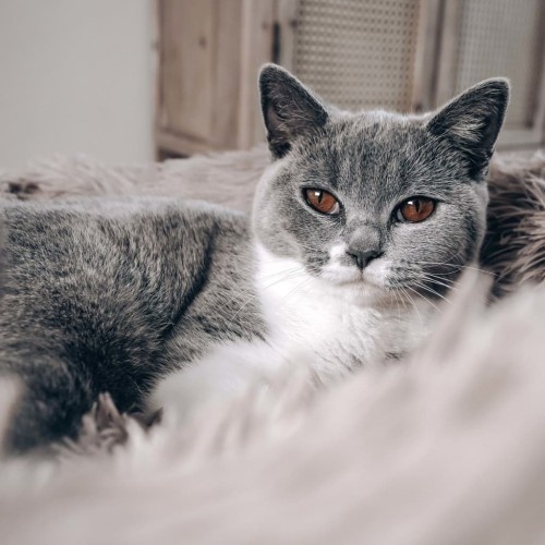 Cama redonda para animais de estimação, rosa