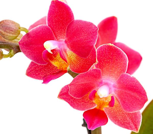 Schmetterlingsorchidee - Phalaenopsis 'Aqua
