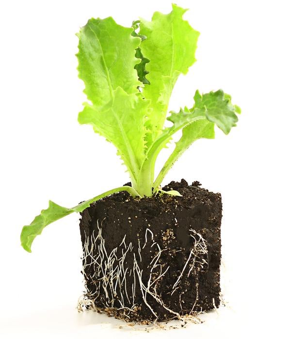 Endiviensalat 'Frisee', 6er Schale