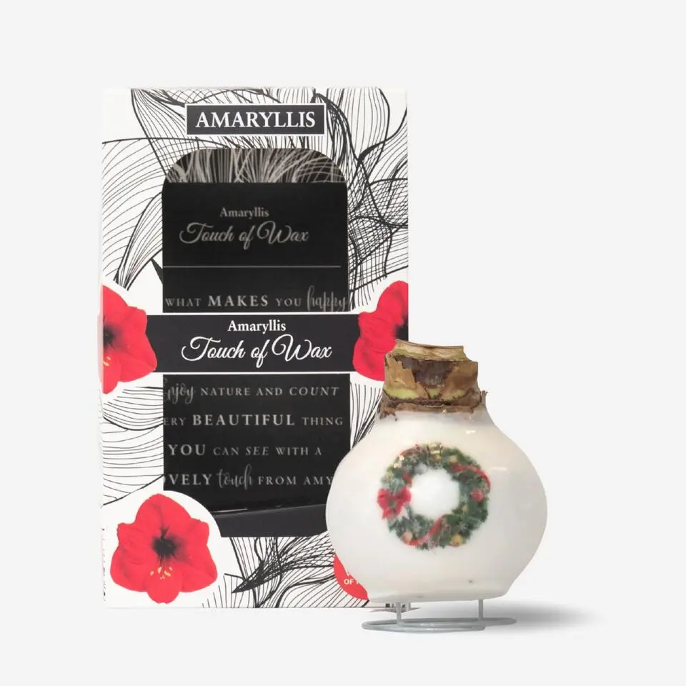 Amaryllis - Hippeastrum 'Porcelain Wax Wreat'