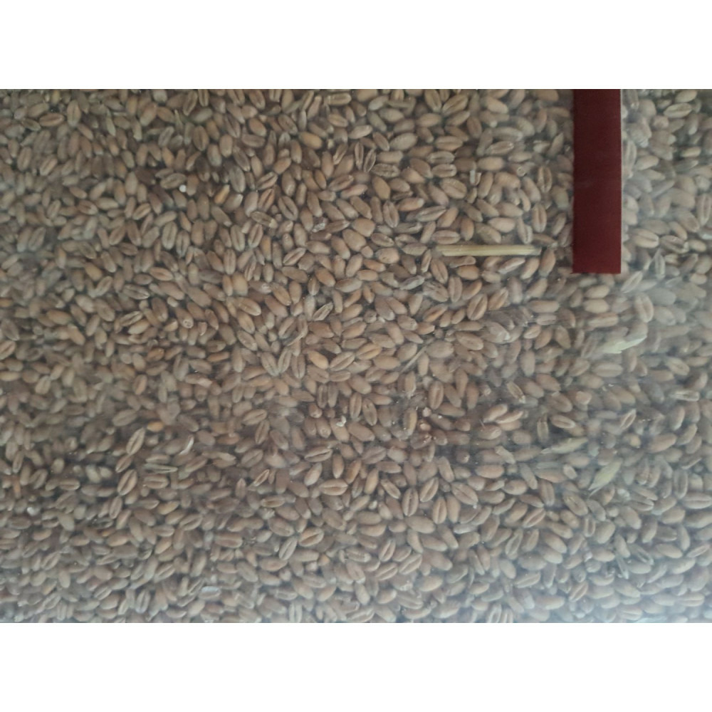 Blé 20 kg alimentation basse cour
